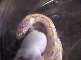 Sunny eating a fuzzie