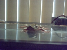 the frog