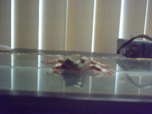 the frog