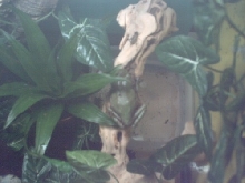 First cricket