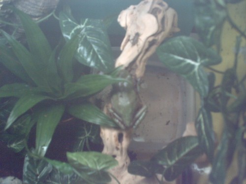 First cricket