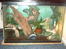 Whites tree frog tank