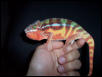 NEON SAMBAVA