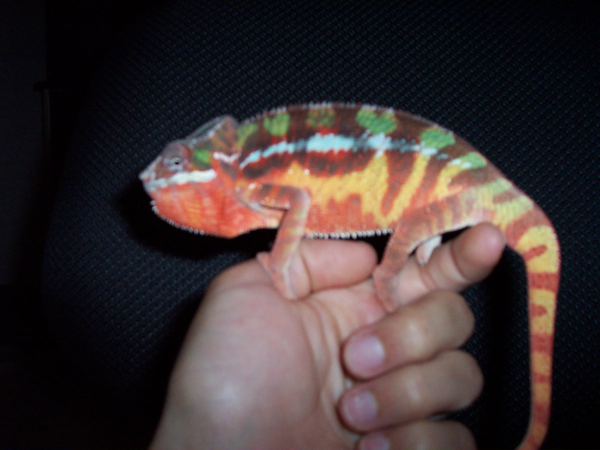 NEON SAMBAVA