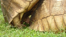 New Season for 2011