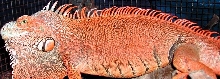 Orange Iguana
