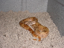 Orange Tail Hypo