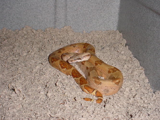Orange Tail Hypo