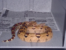 Peach Color BCI