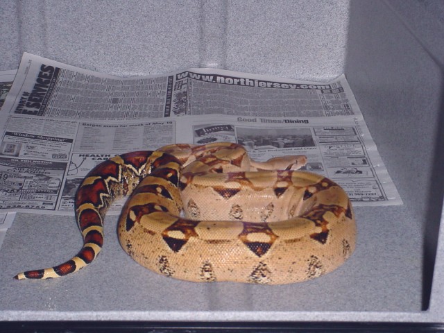 Peach Color BCI