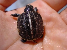 Bauri 03 - Hatchling