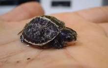 Bauri 03 - Hatchling