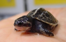 Bauri 03 - Hatchling
