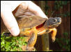 Anouk - Wood Turtle (F)
