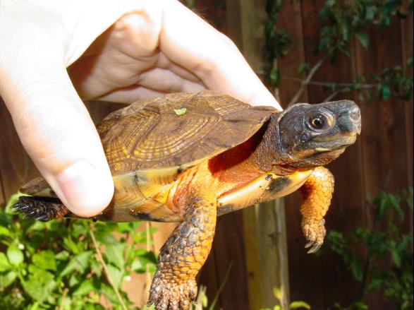 Anouk - Wood Turtle (F)