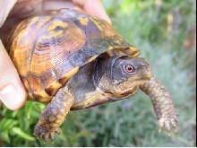 Butter - Eastern Box Female