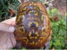 Butter's shell - Eastern Box Female