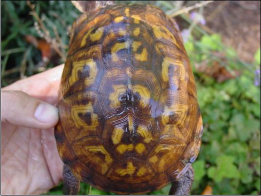 Butter's shell - Eastern Box Female