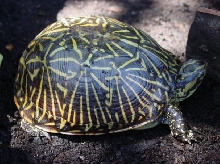 Female Florida Box