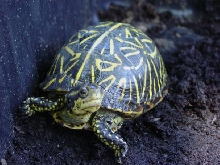 Female Florida Box
