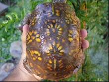 Peepers shell - male Eastern Box turtle