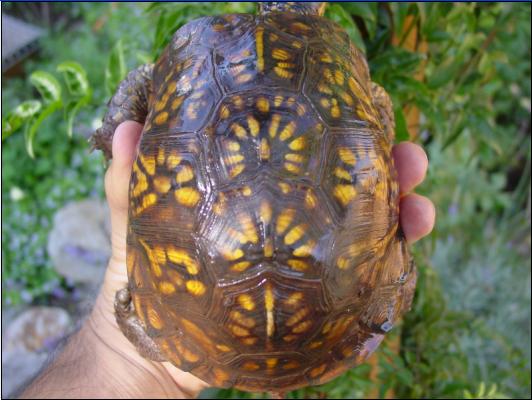 Peepers shell - male Eastern Box turtle