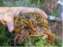 Tiekka's face - Eastern Box Female