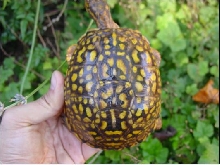 Tiekka's shell - Eastern Box Female