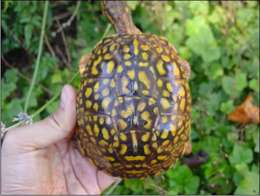 Tiekka's shell - Eastern Box Female