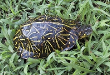 Male Florida Box