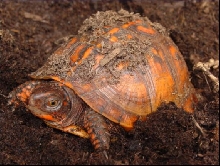 Orange Yearling - Eastern Box