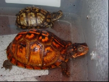 Orange & Yellow  - Eastern Box