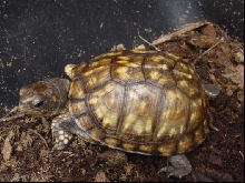 Yellow Yearling - Eastern Box