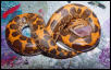 Kenyan Sand Boa eating pinky