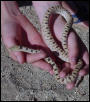 Desert Phase Gopher Snake