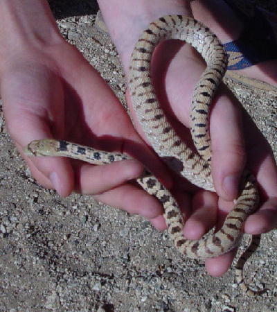Desert Phase Gopher Snake