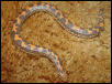 Kenyan Sand Boa