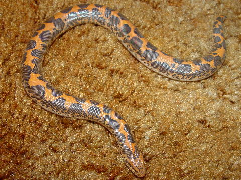 Kenyan Sand Boa