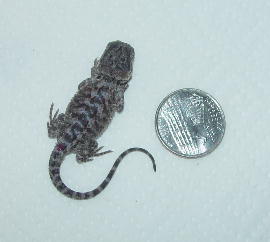 hatchling