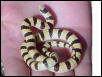 Western Shovelnose
