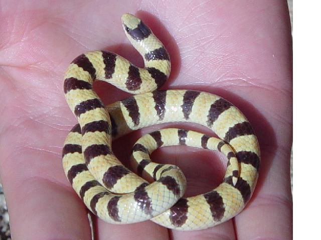 Western Shovelnose