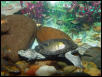 Western Pond Turtle
