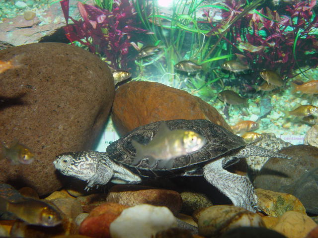 Western Pond Turtle