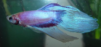 betta