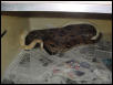 ALBINO STRIPE BREEDING STRIPE 66% HET