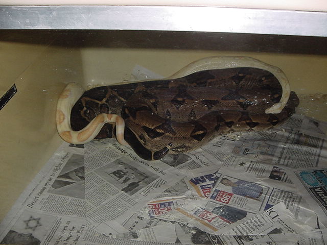 ALBINO STRIPE BREEDING STRIPE 66% HET