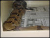 MAY BE STRIPE ALBINOS