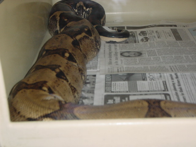 MAY BE STRIPE ALBINOS