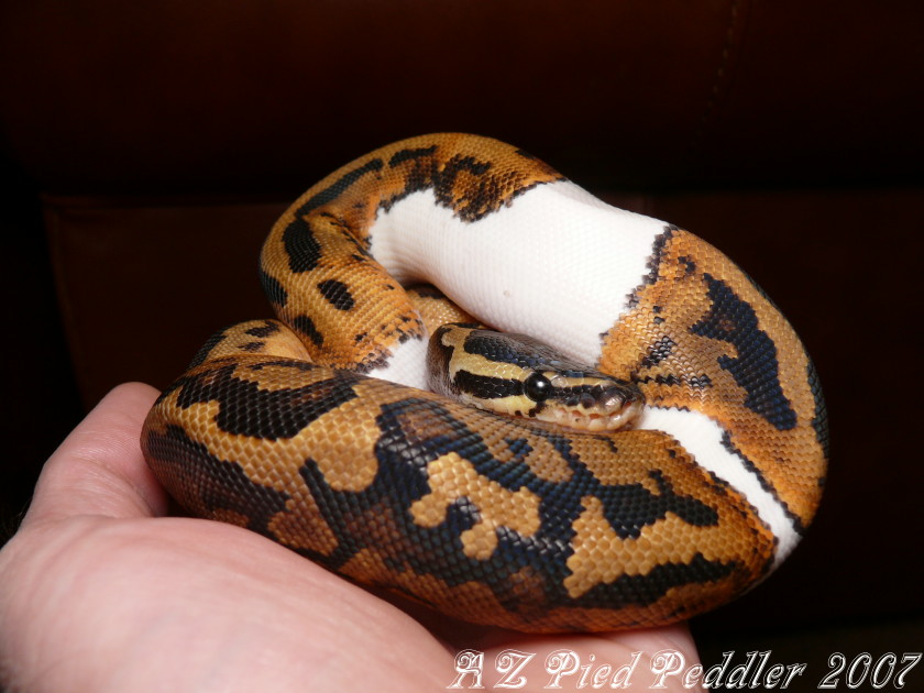 '06 male at 4 months