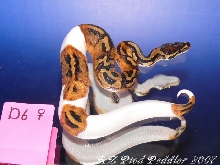 D6 female - SOLD